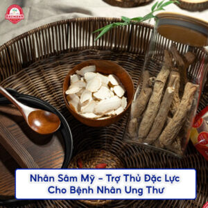 Nhân sâm mỹ hỗ trợ cho bệnh nhân ung thư