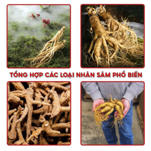 cac-loai-nhan-sam-pho-bien-300x300.jpg