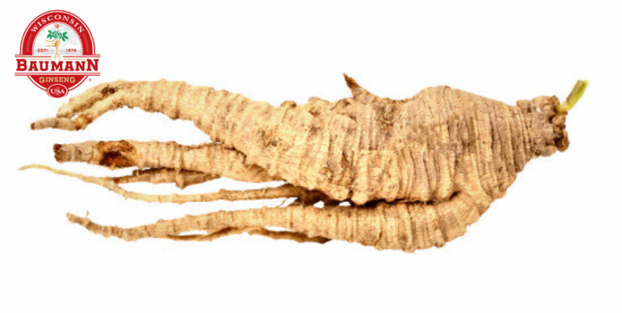 Nhân sâm Mỹ (American Ginseng)