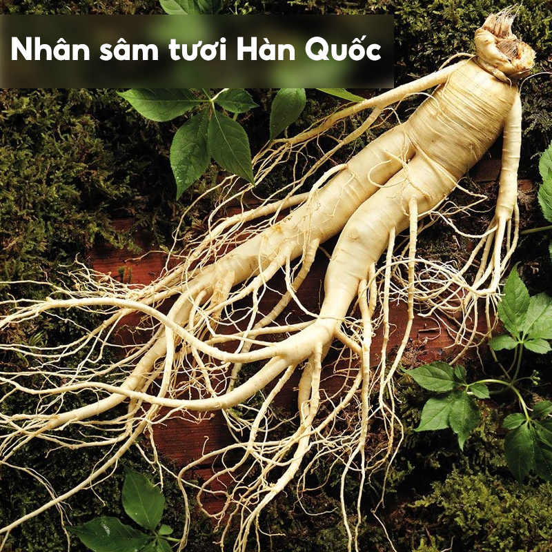 Nhân sâm tươi Hàn Quốc