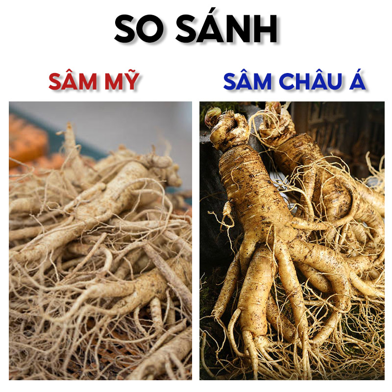 So sánh sâm mỹ và sâm châu á