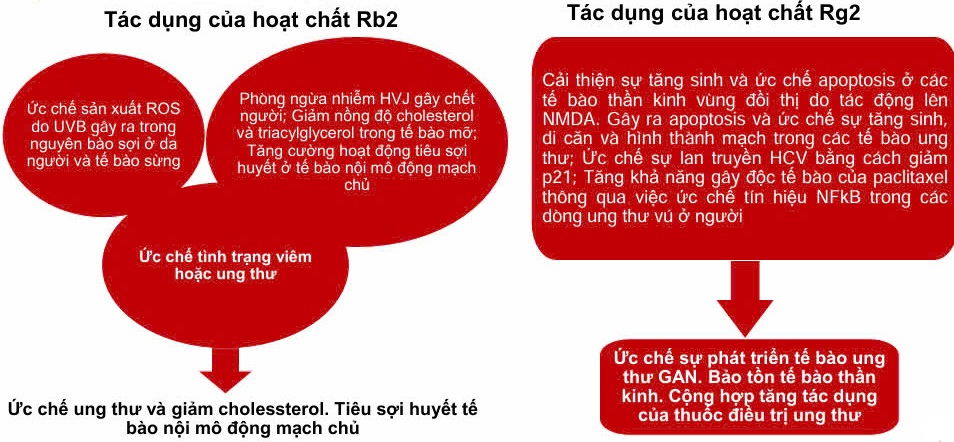 Tác dụng của các hoạt chất có trong Sâm Mỹ