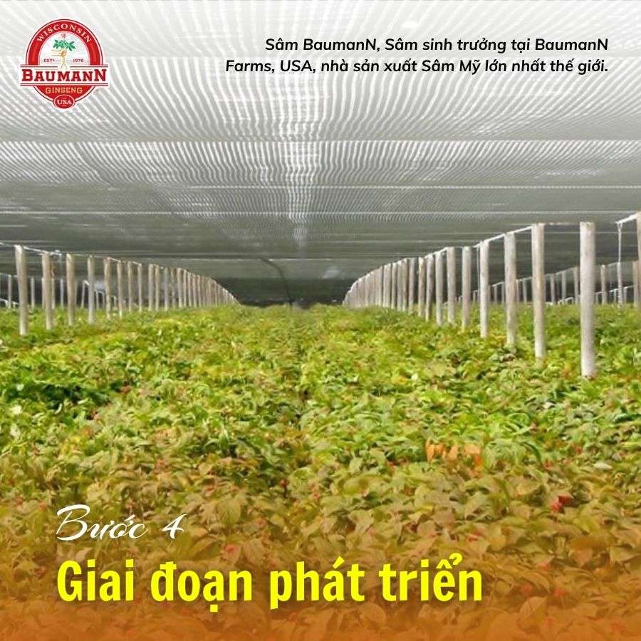 Sâm Mỹ Wisconsin – Hành trình 7 năm tinh tuyển tại Baumann Farm