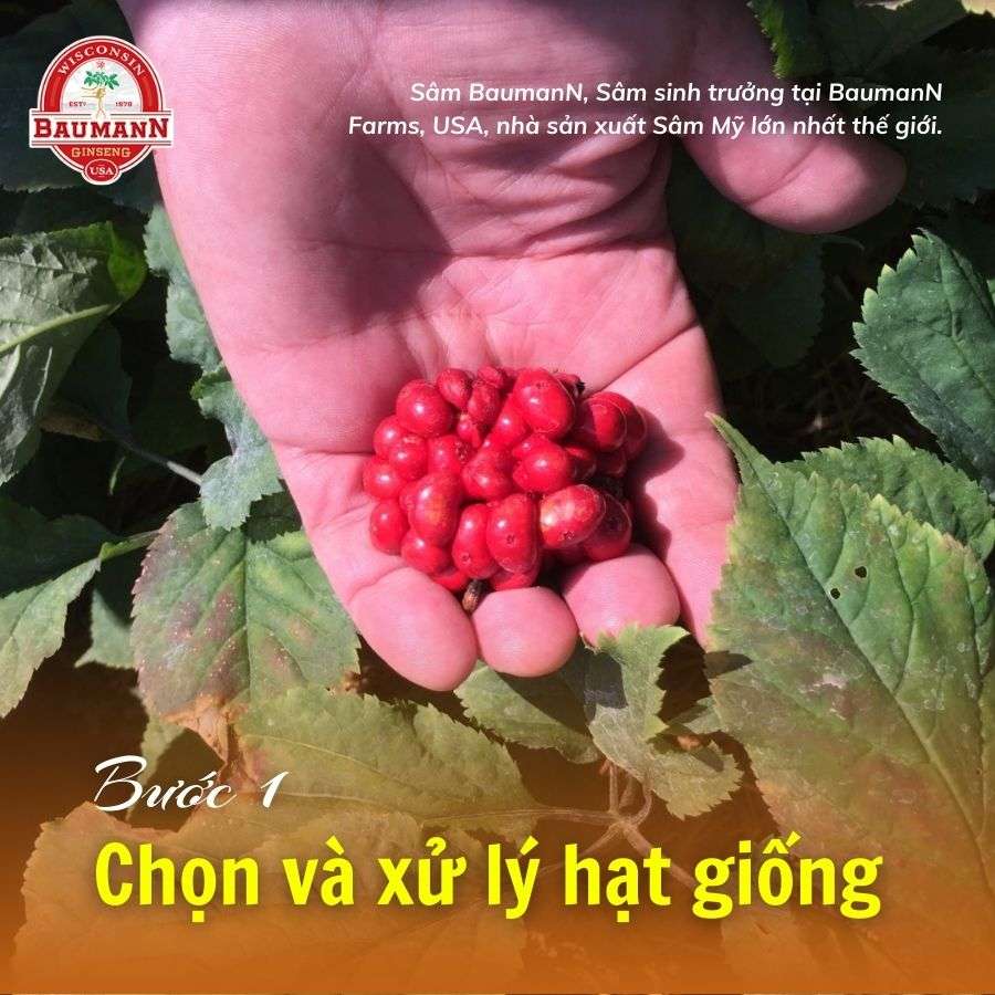 Sâm Mỹ Wisconsin – Hành trình 7 năm tinh tuyển tại Baumann Farm