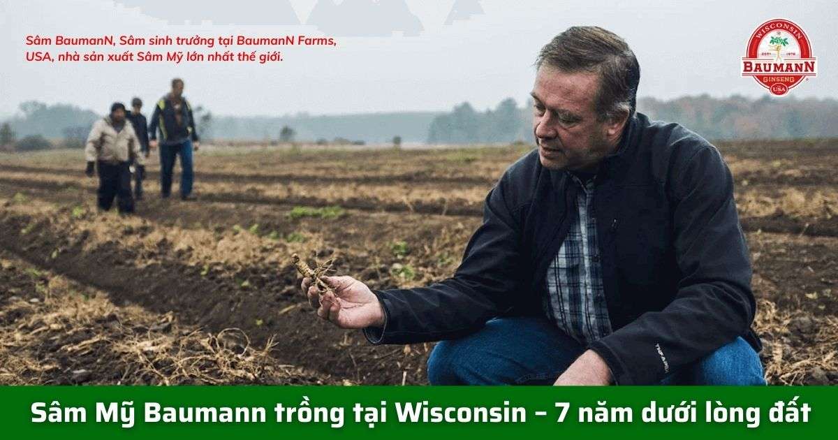 Sâm Mỹ Wisconsin – Hành trình 7 năm tinh tuyển tại Baumann Farm