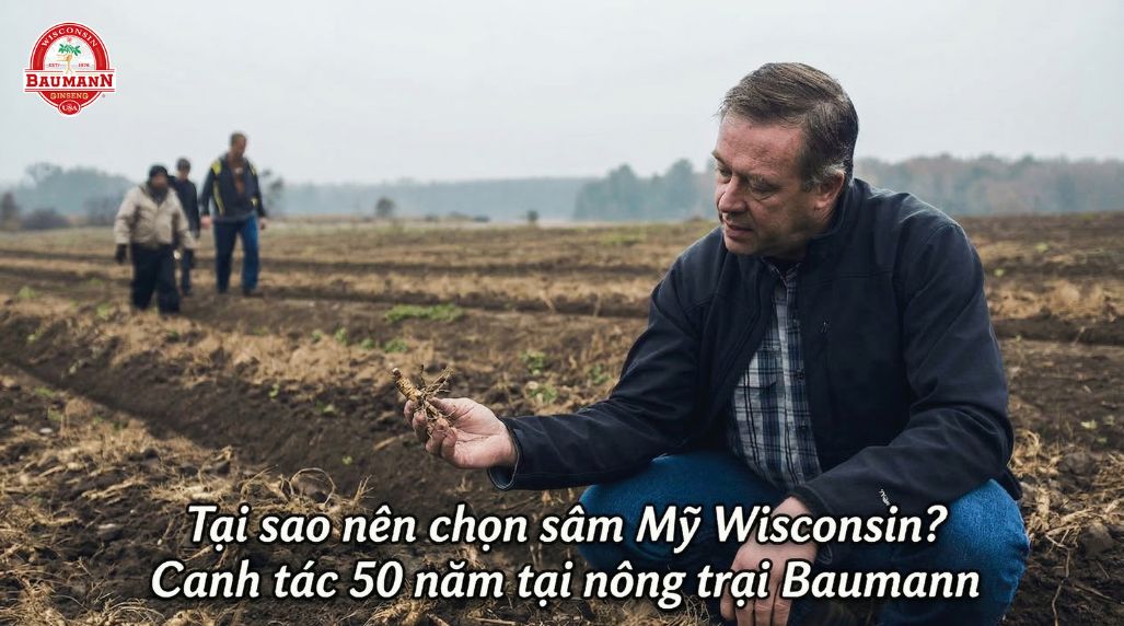Tại sao nên chọn sâm Mỹ Wisconsin? Canh tác 50 năm tại nông trại Baumann