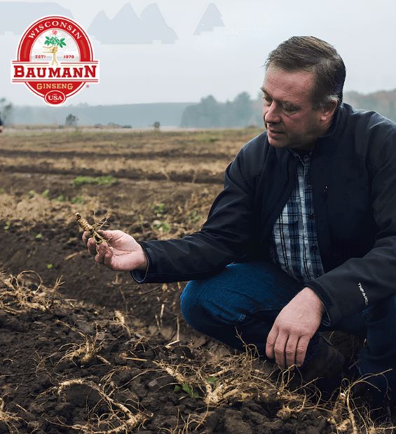 Ông Kirk Baumann tự tay kiểm tra những củ sâm Mỹ tươi vừa được đào lên tại nông trại.